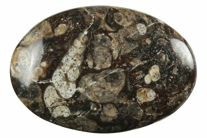 Polished Fossil Turritella Agate Cabochon - Wyoming #237323